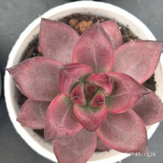 18078 Echeveria Roca (5cm pot size)