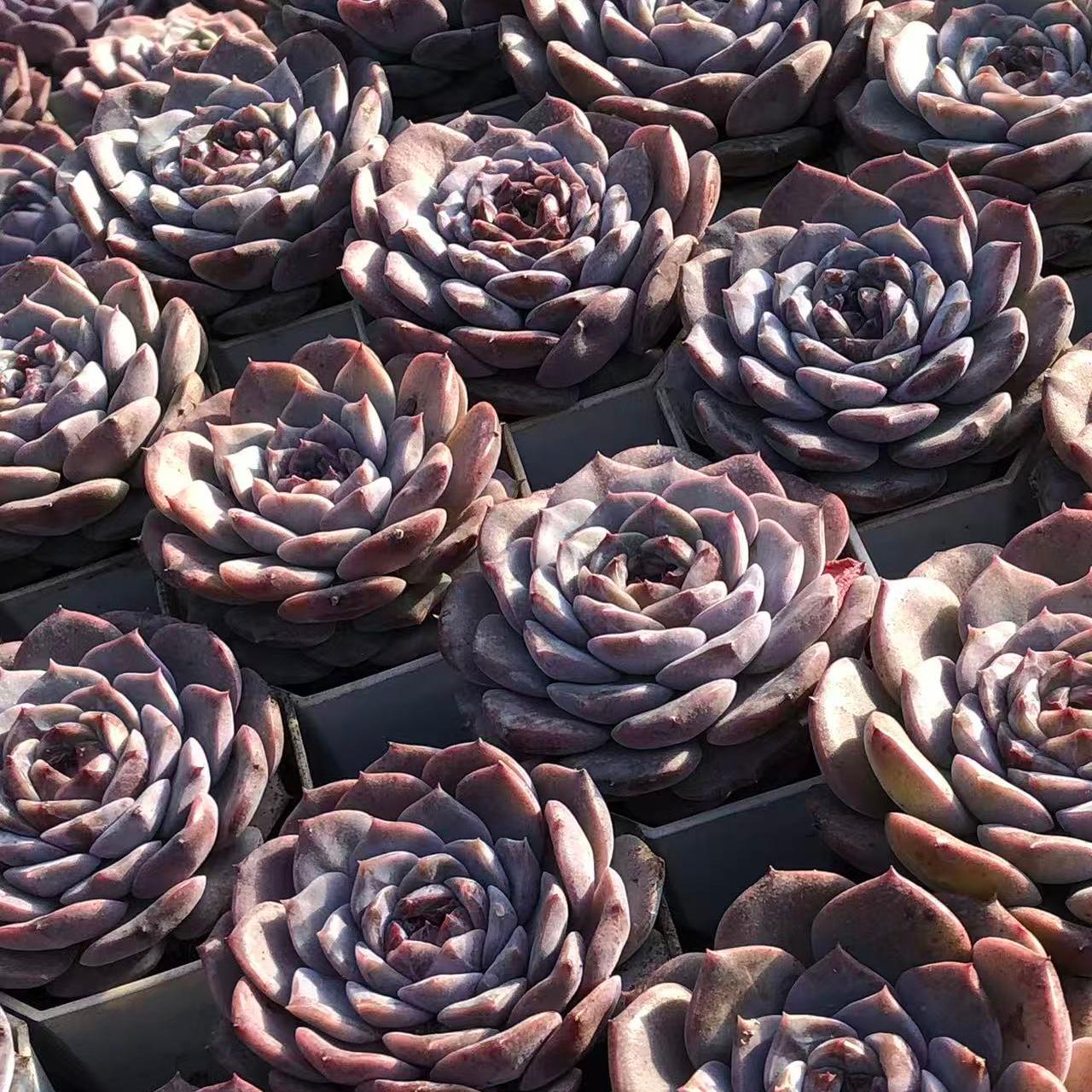 23251 Echeveria Purple Snow (6.5cm pot size)