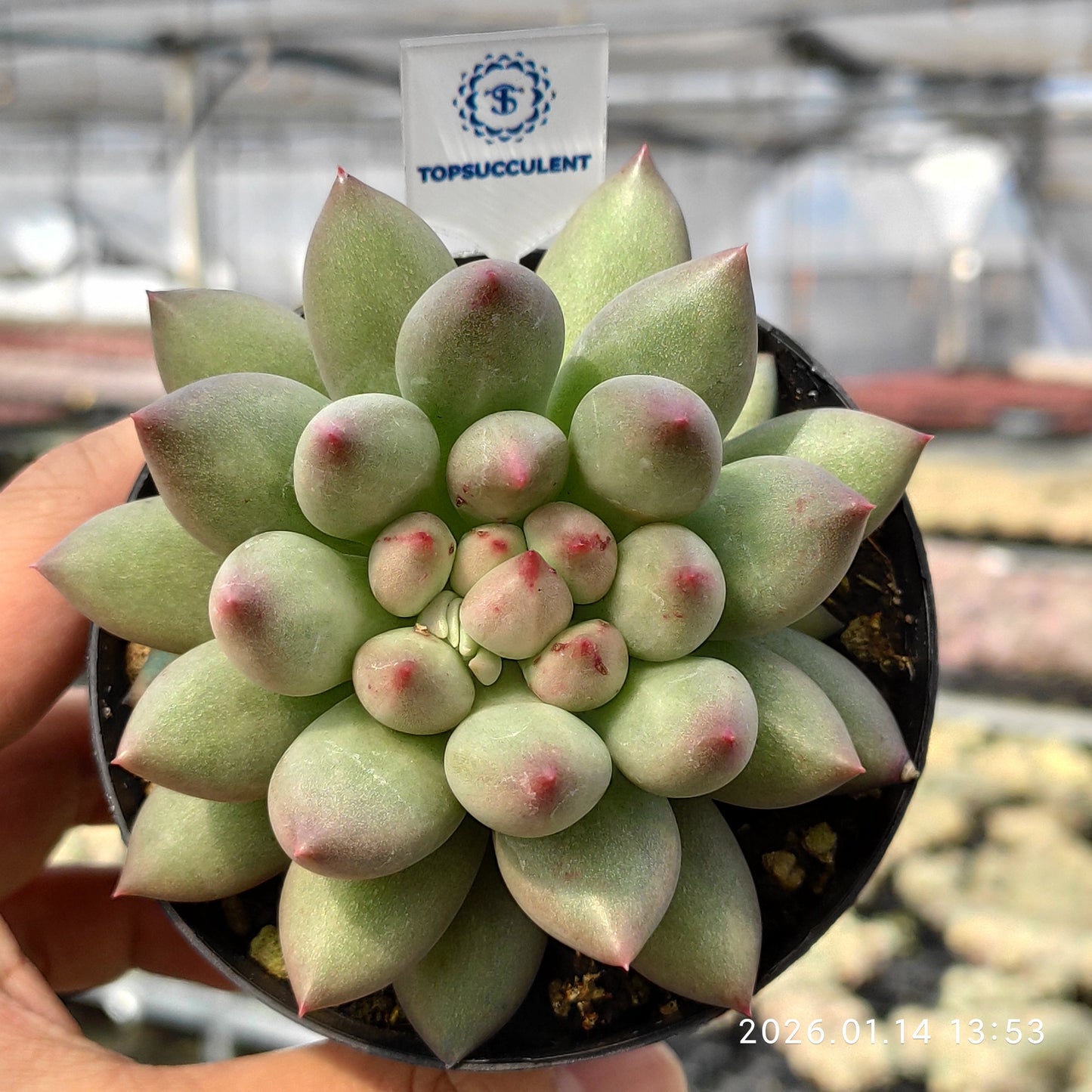 24721 Echeveria Corn Poppy (7cm pot size)