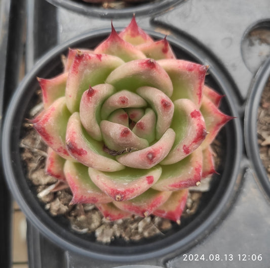 MMY800 Echeveria Cute Q