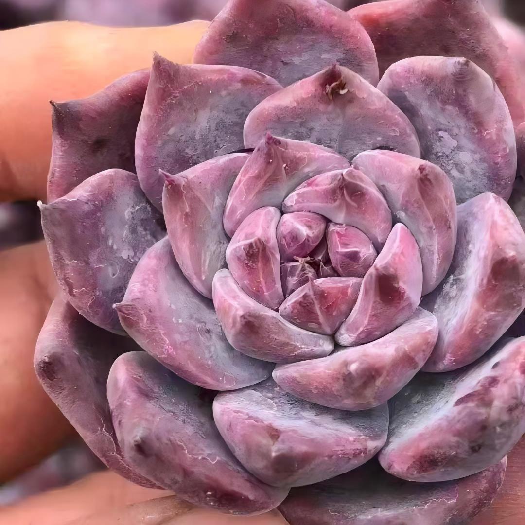 24319 Echeveria Original Colorata (4cm pot size)