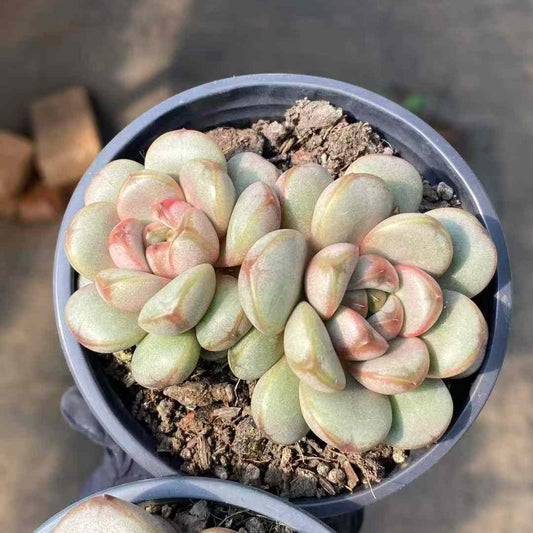 26029 Echeveria Ametum (9cm pot size)
