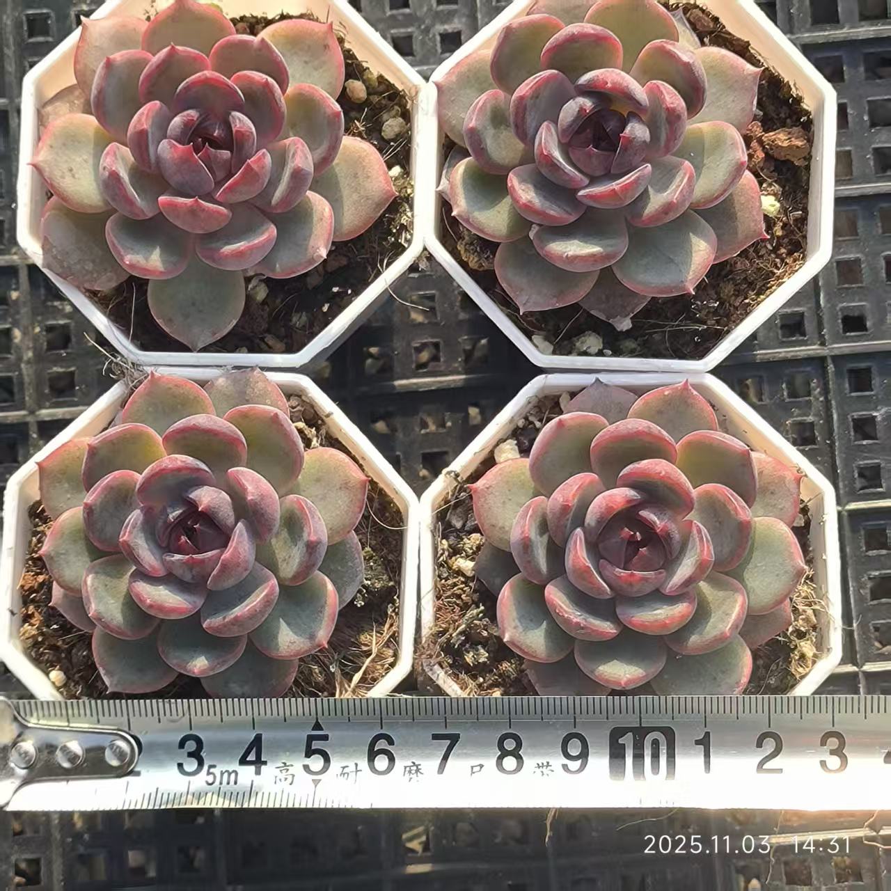 19519 Echeveria Cheese Blueberry (6.5cm pot size)