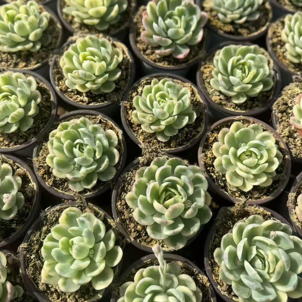 24670 Echeveria Strawberry Ice Variegated (9cm pot size)