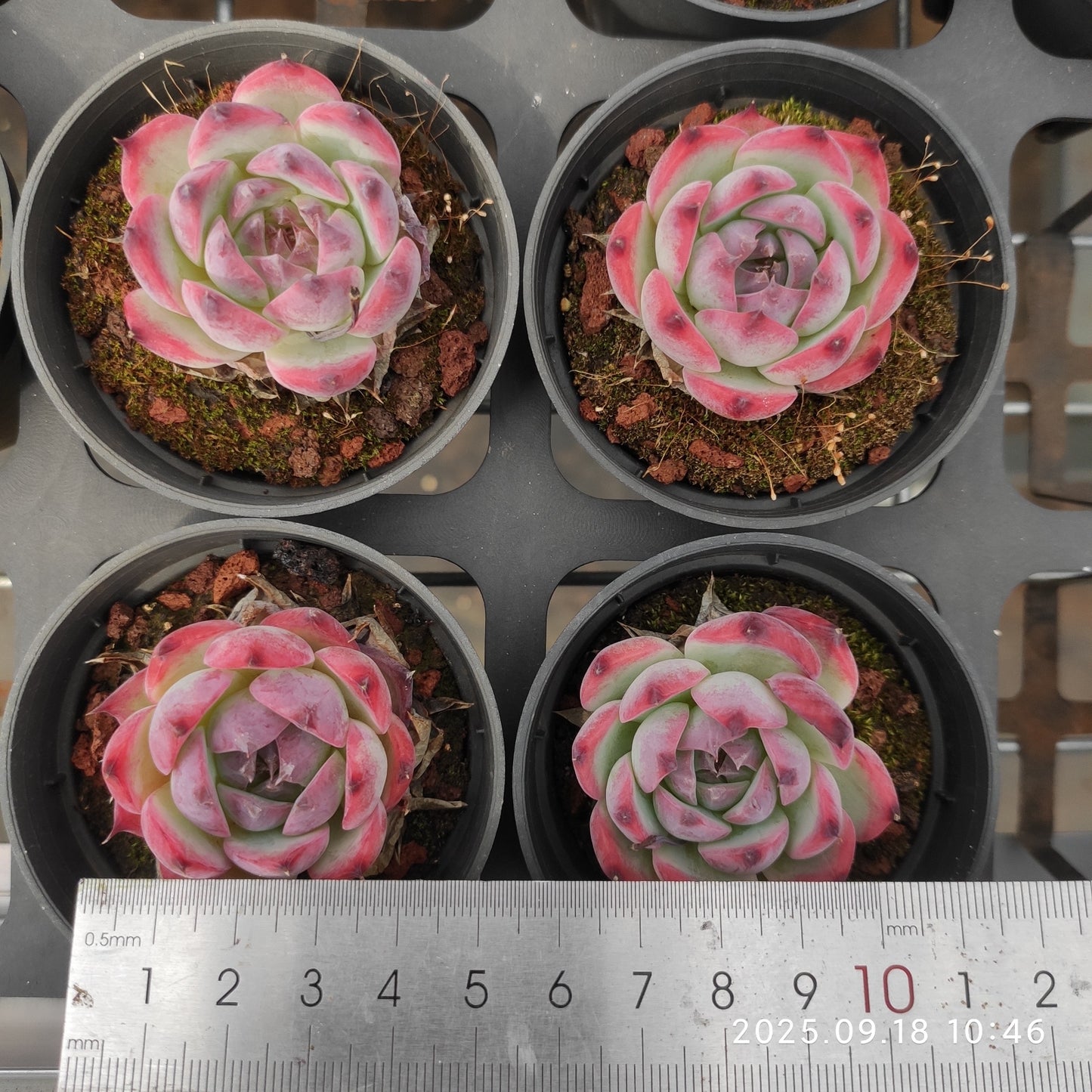 LMM389 Echeveria Colorata Hyb(6.5cm pot size)