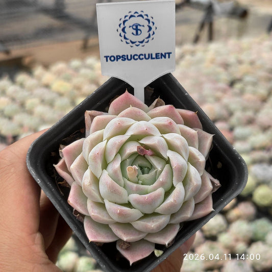 361434 Echeveria Hughmillus (7cm pot size)