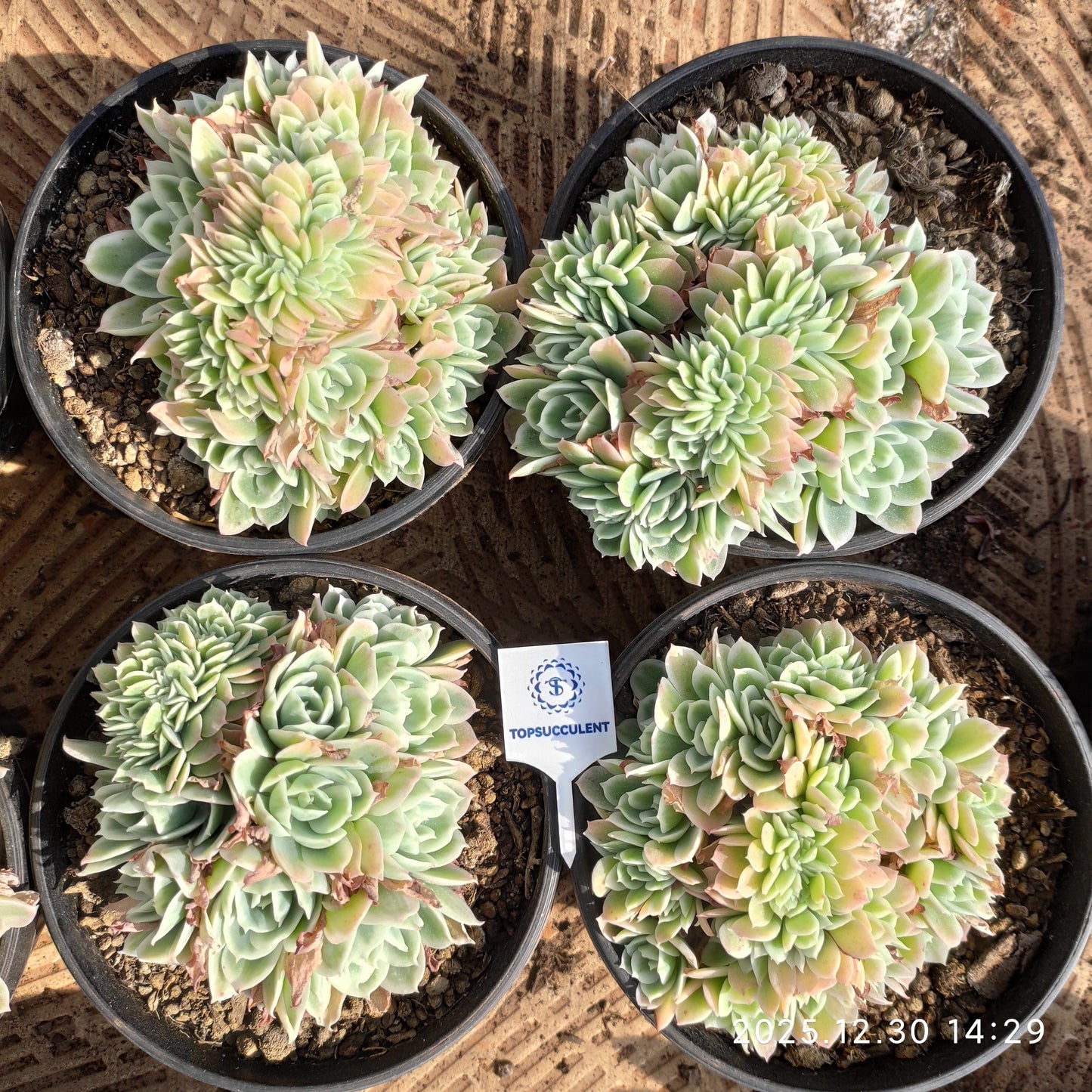 22330 Echeveria Lemon Rose Variegated Cristata (16cm pot size)