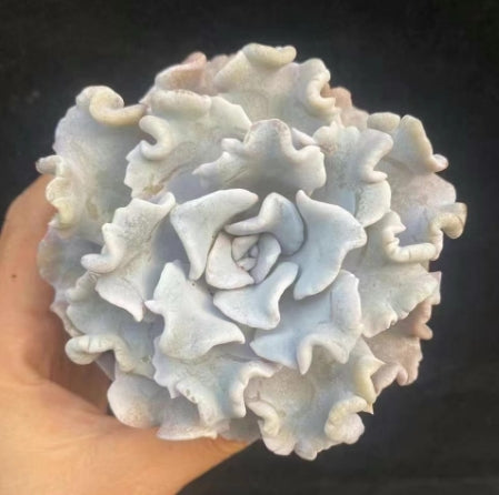 BL635 Echeveria Crispate Beauty