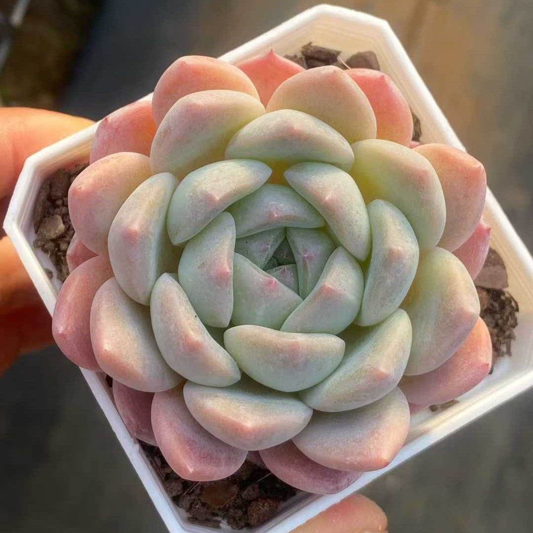 25751 Echeveria Thick Monroe (6.5cm pot size)