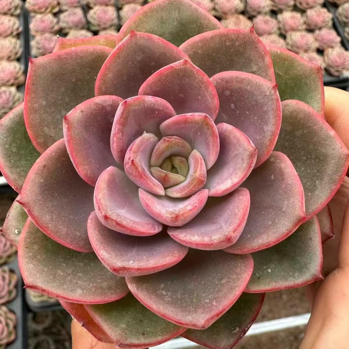 21982 Echeveria Fantasy Bell (7cm pot size)