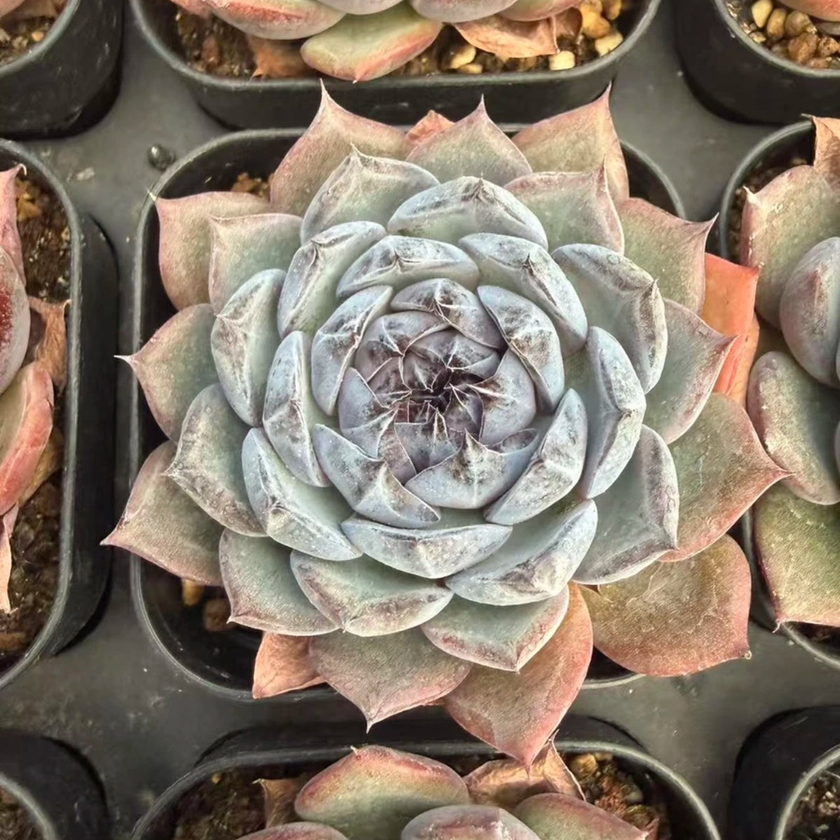 QNY128 Echeveria Blue Lover(7cm pot size)