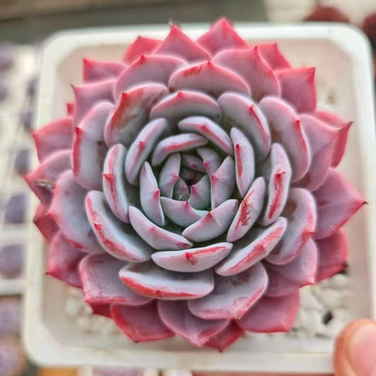 21971 Echeveria Beauty Propitious (10cm pot size)