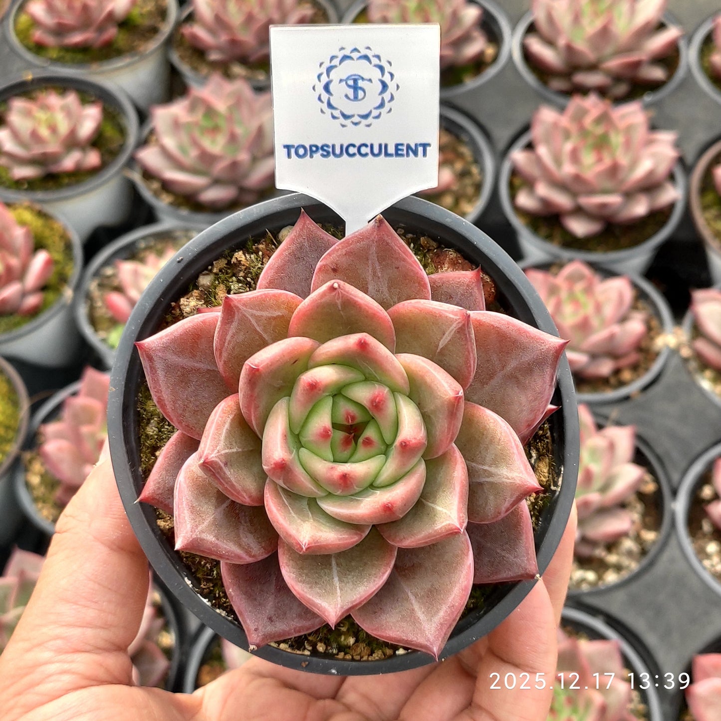 23754 Echeveria Champagne Hyb (9cm pot size)