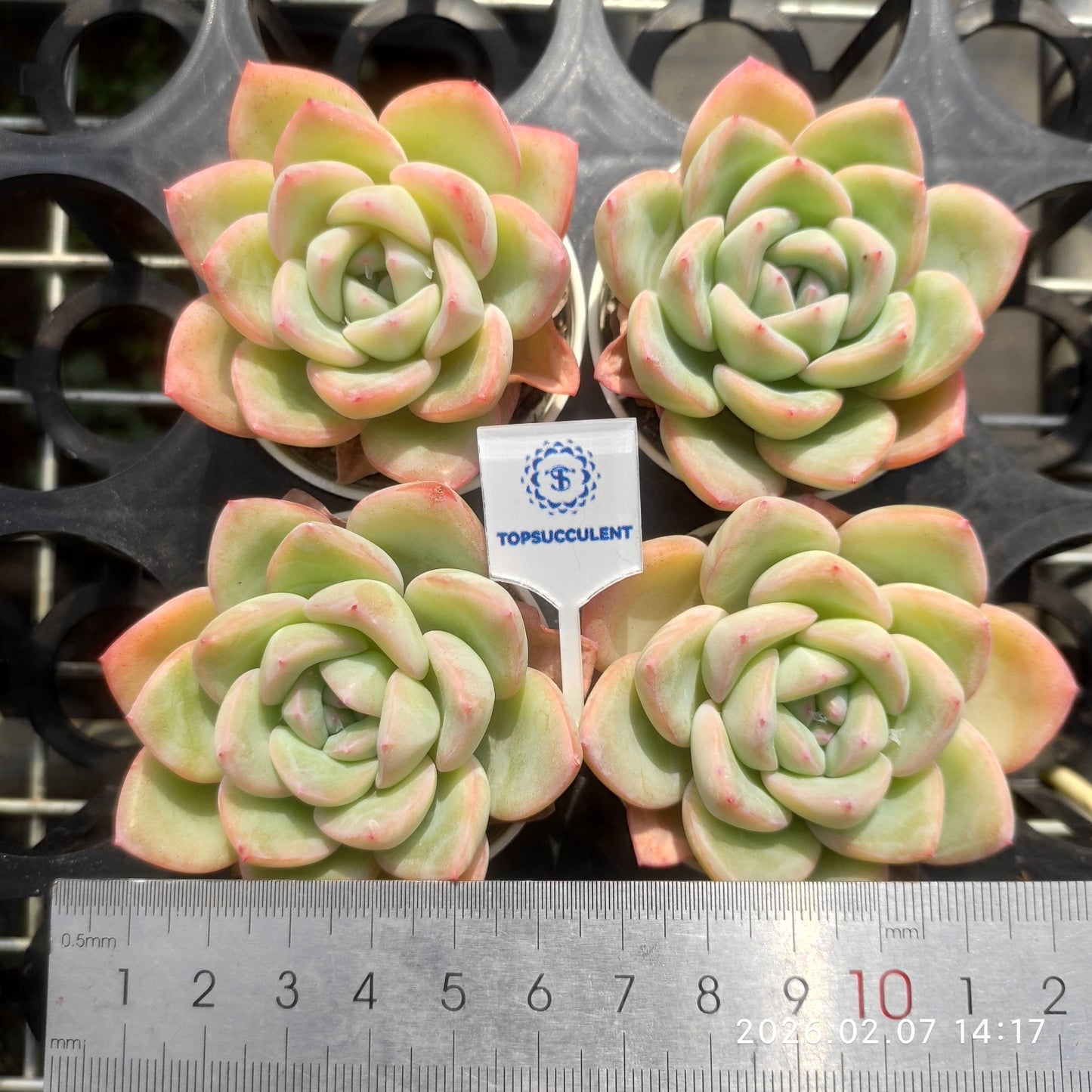 15728 Echeveria Amabille (5.5cm pot size)