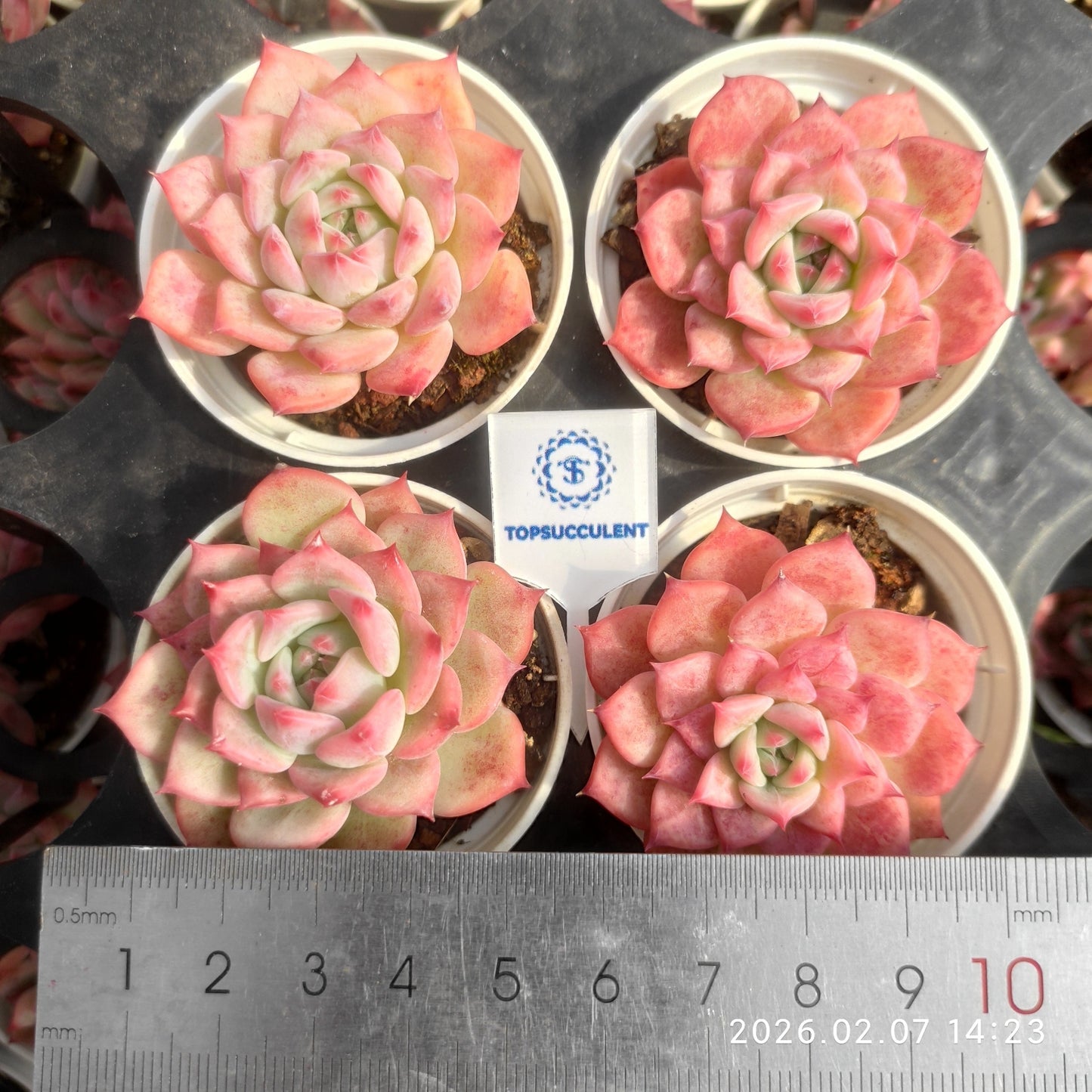 14134 Echeveria AK Maria (5.5cm pot size)