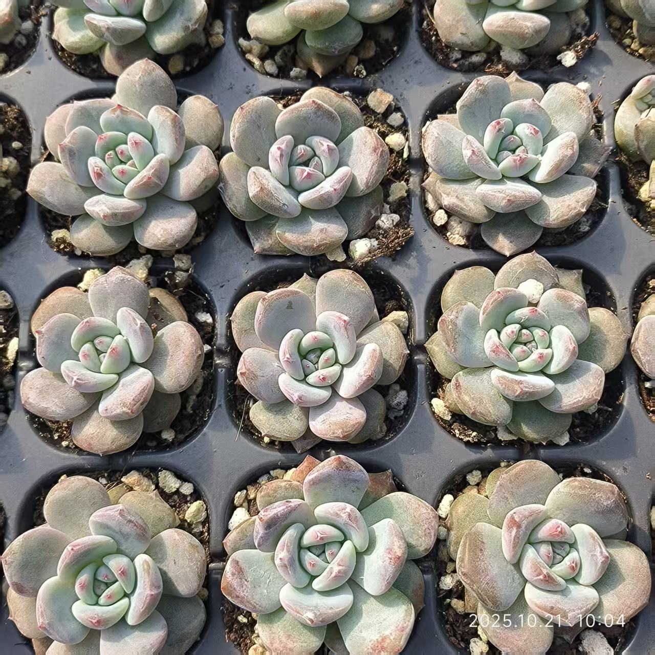 21500 Echeveria Orange Monroe (3cm pot size)