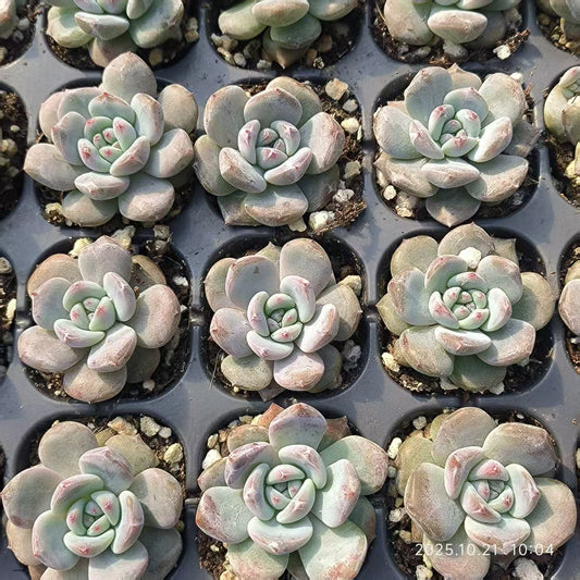 21500 Echeveria Orange Monroe (3cm pot size)