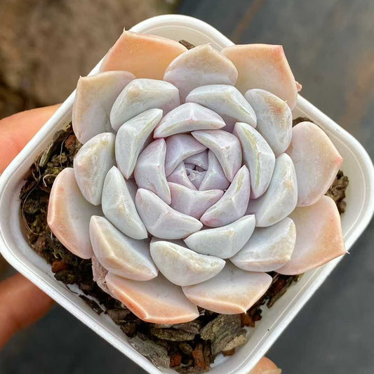 25752 Echeveria Tiny Burger (6.5cm pot size)