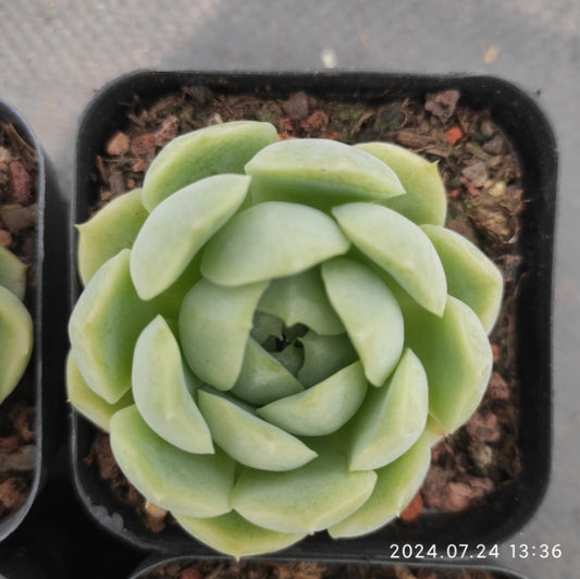 DWZ162 Echeveria White Angel