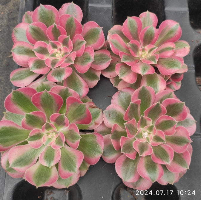 YF316 Aeonium Witch Variegated