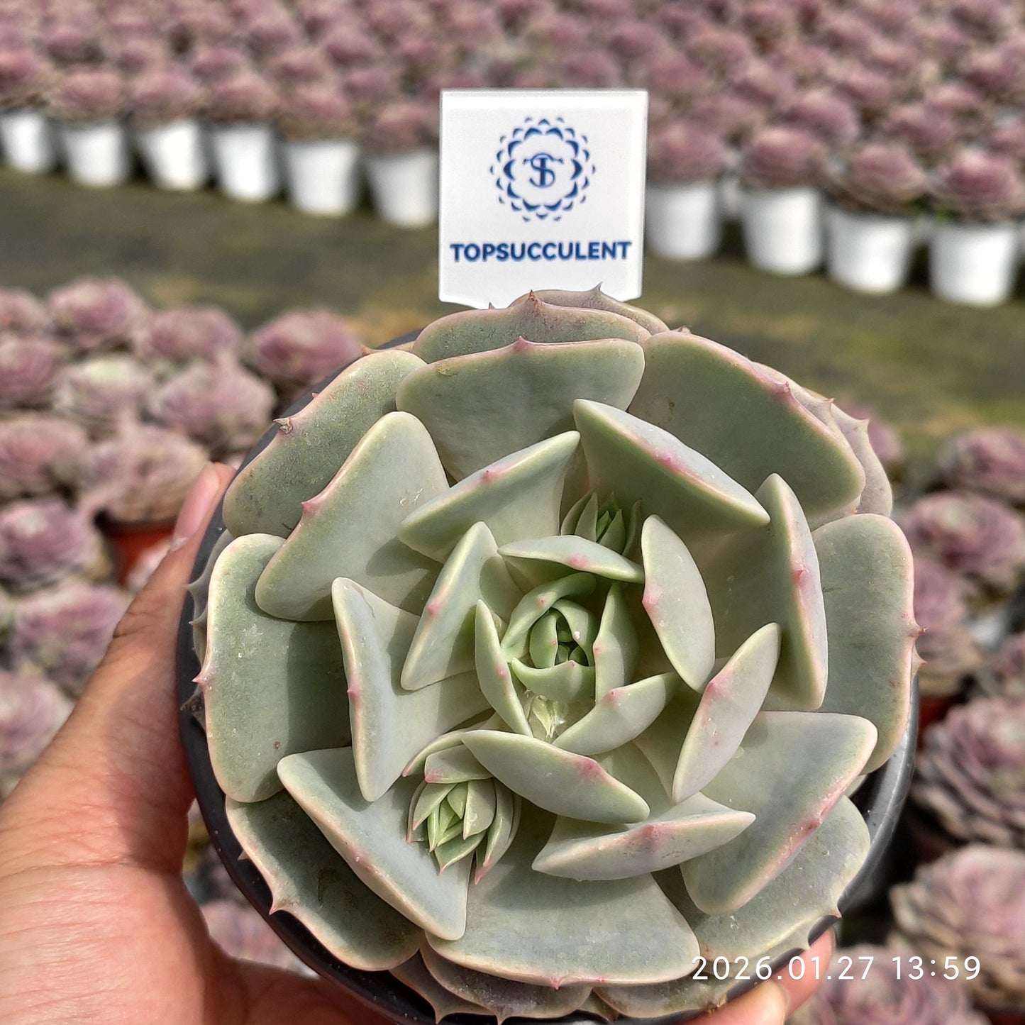 18835 Echeveria Lola (11cm pot size)