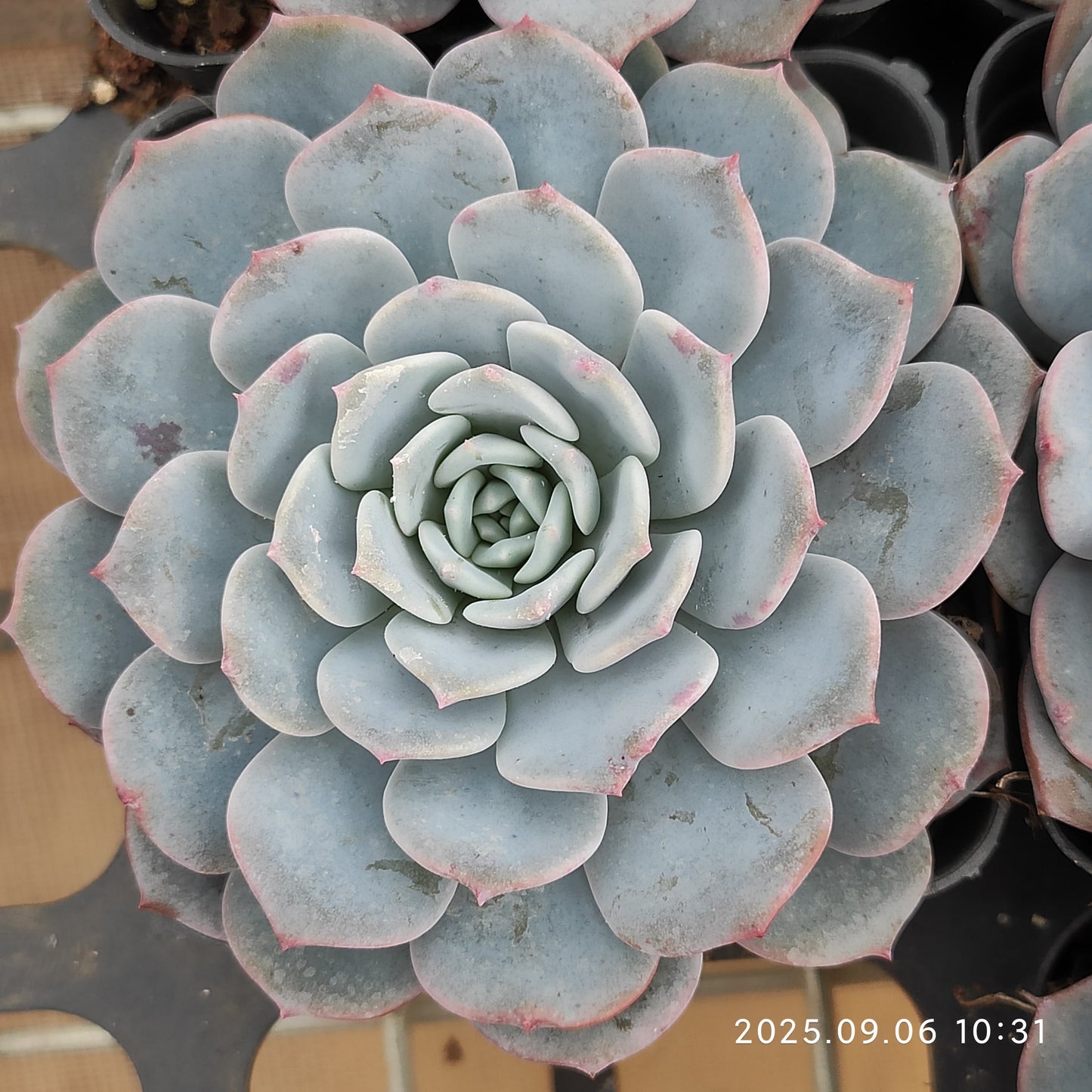 RC140 Echeveria Wax Skin(7cm pot size)