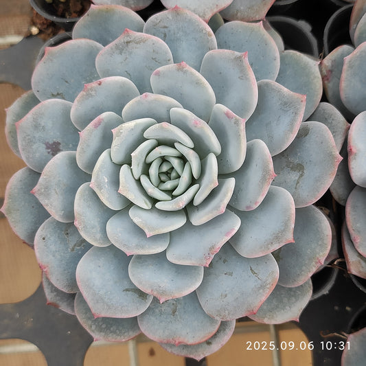 RC140 Echeveria Wax Skin(7cm pot size)