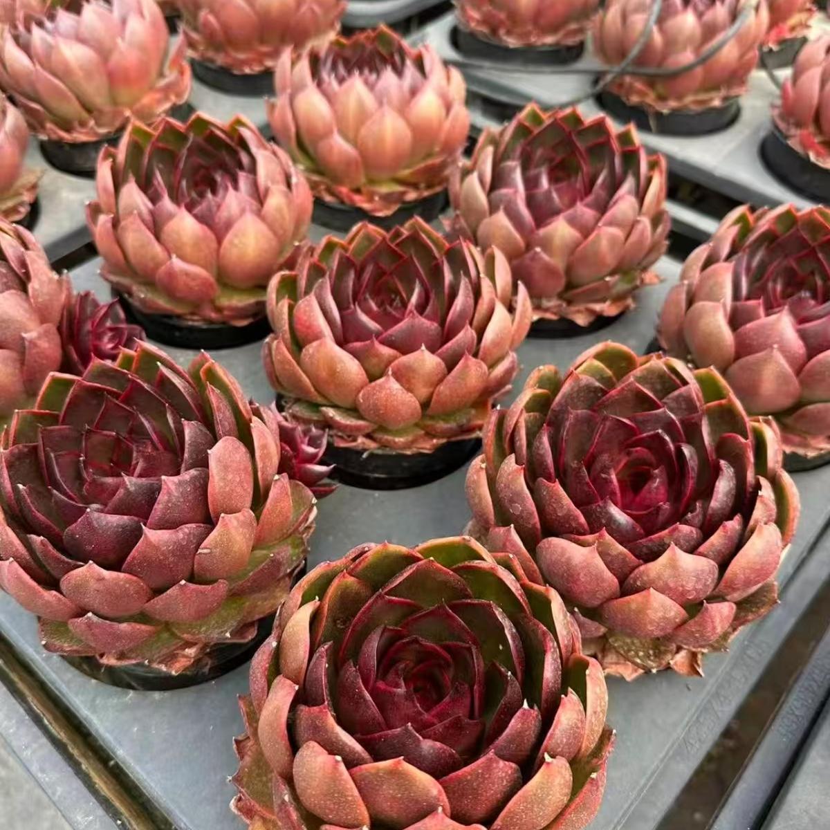 21969 Echeveria Traffic Light (12cm pot size)