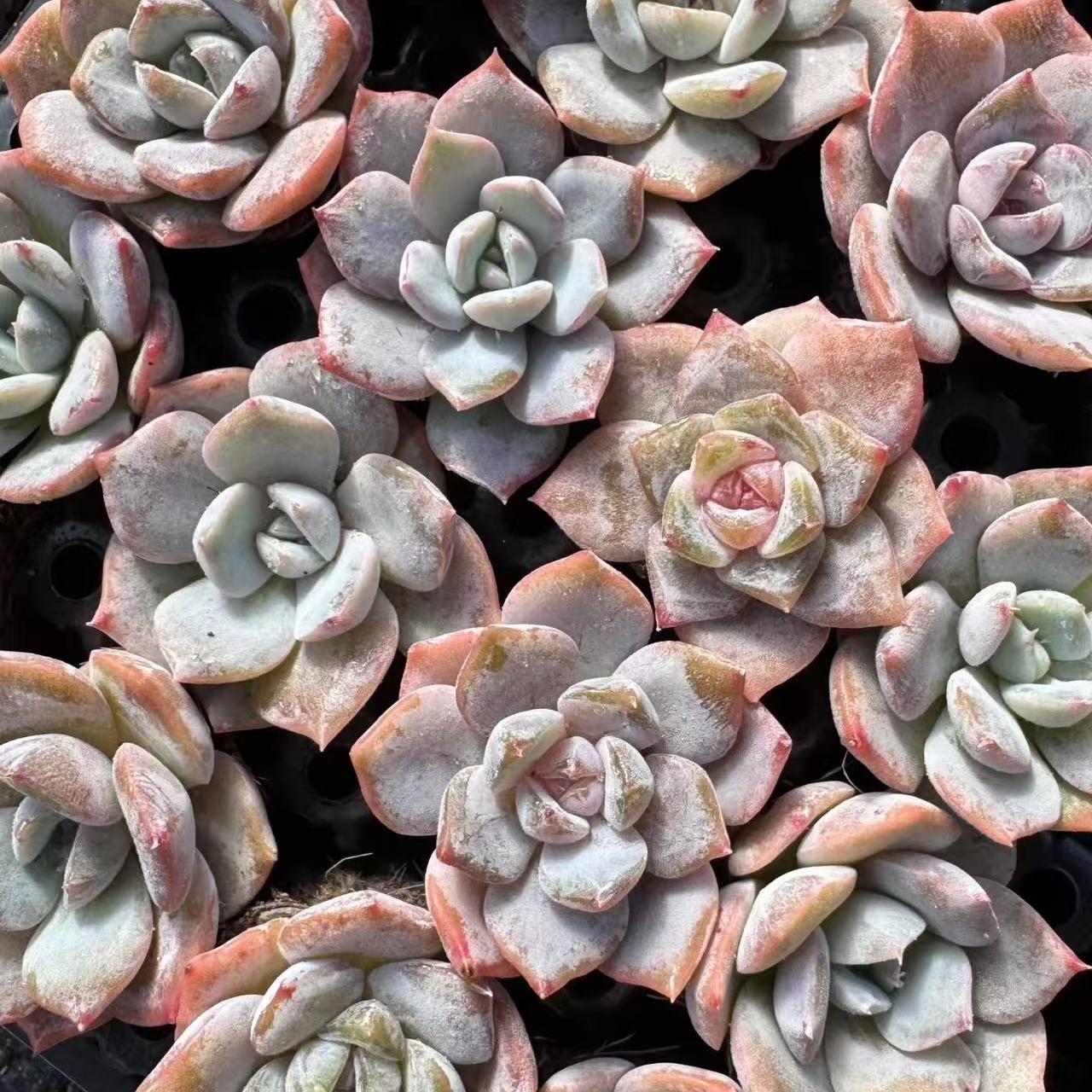 21503 Echeveria Monroe Hyb (3cm pot size)