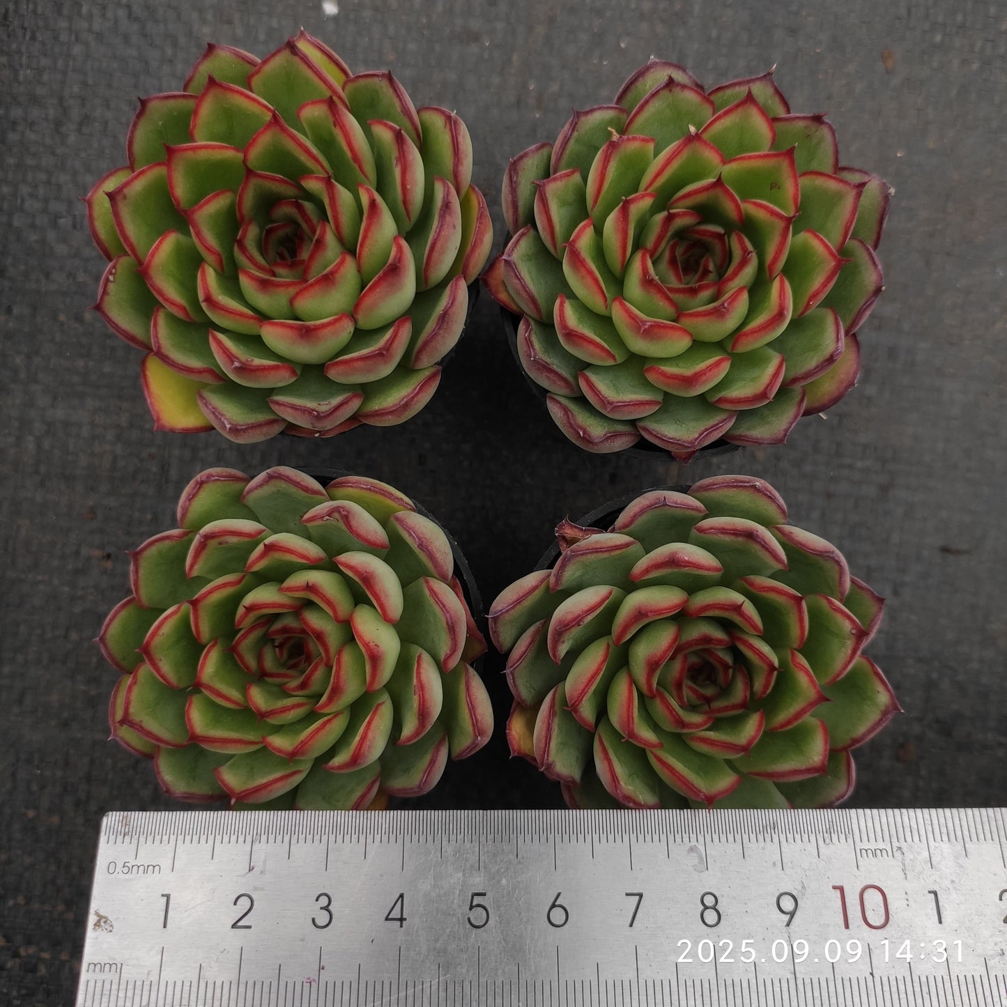 MMT007 Echeveria Firefly(5.5cm pot size)