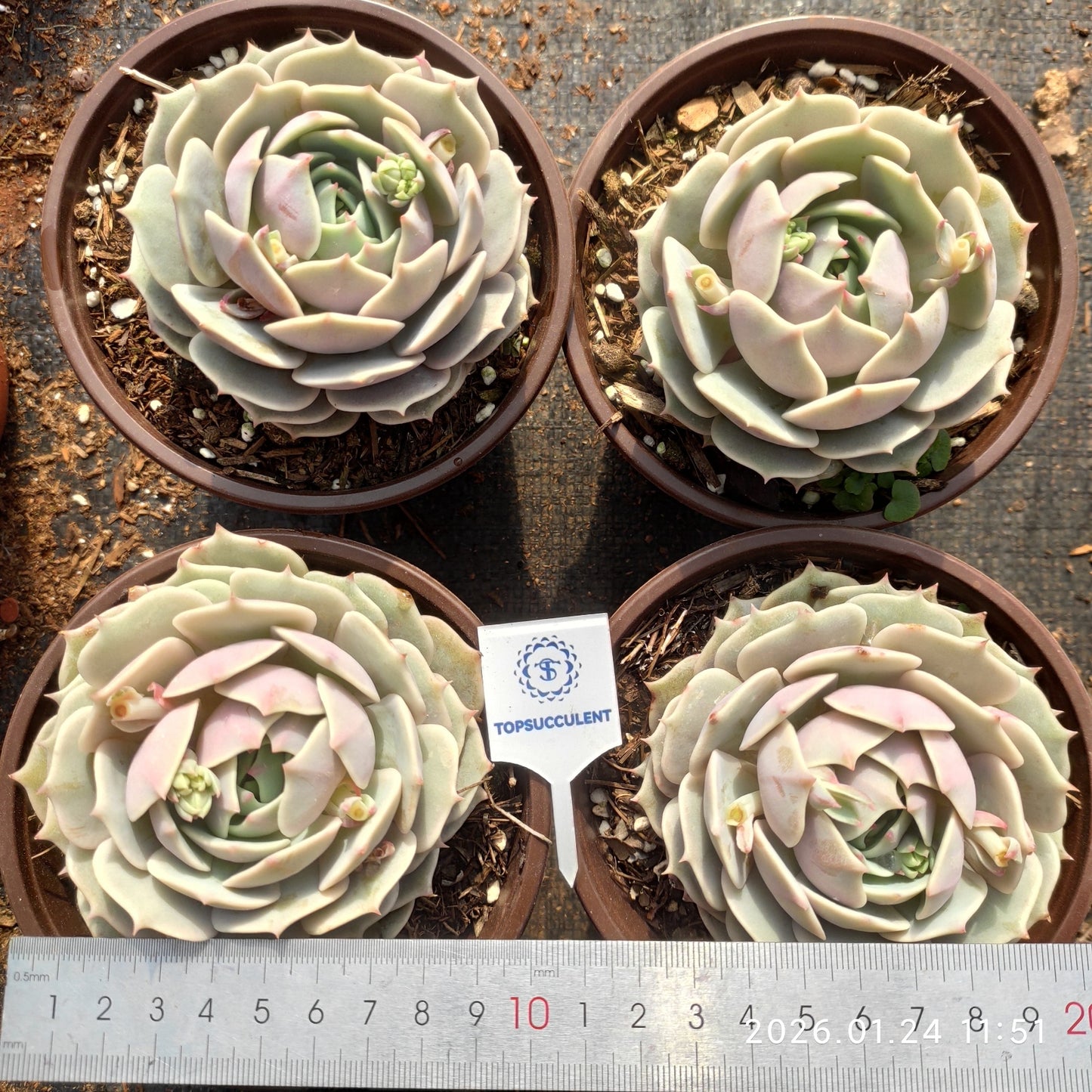 20832 Echeveria Lola (12cm pot size)
