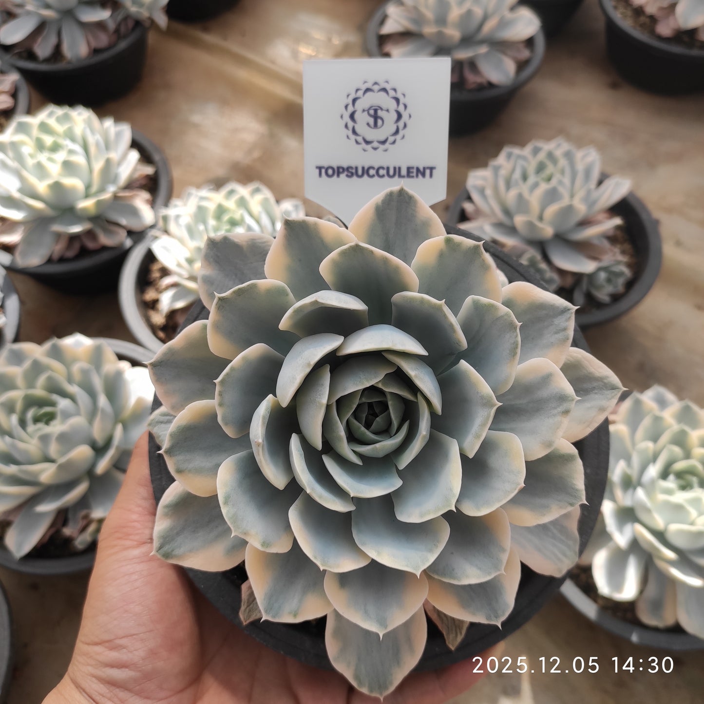 22095 Echeveria Makabenia Variegated (18cm pot size)