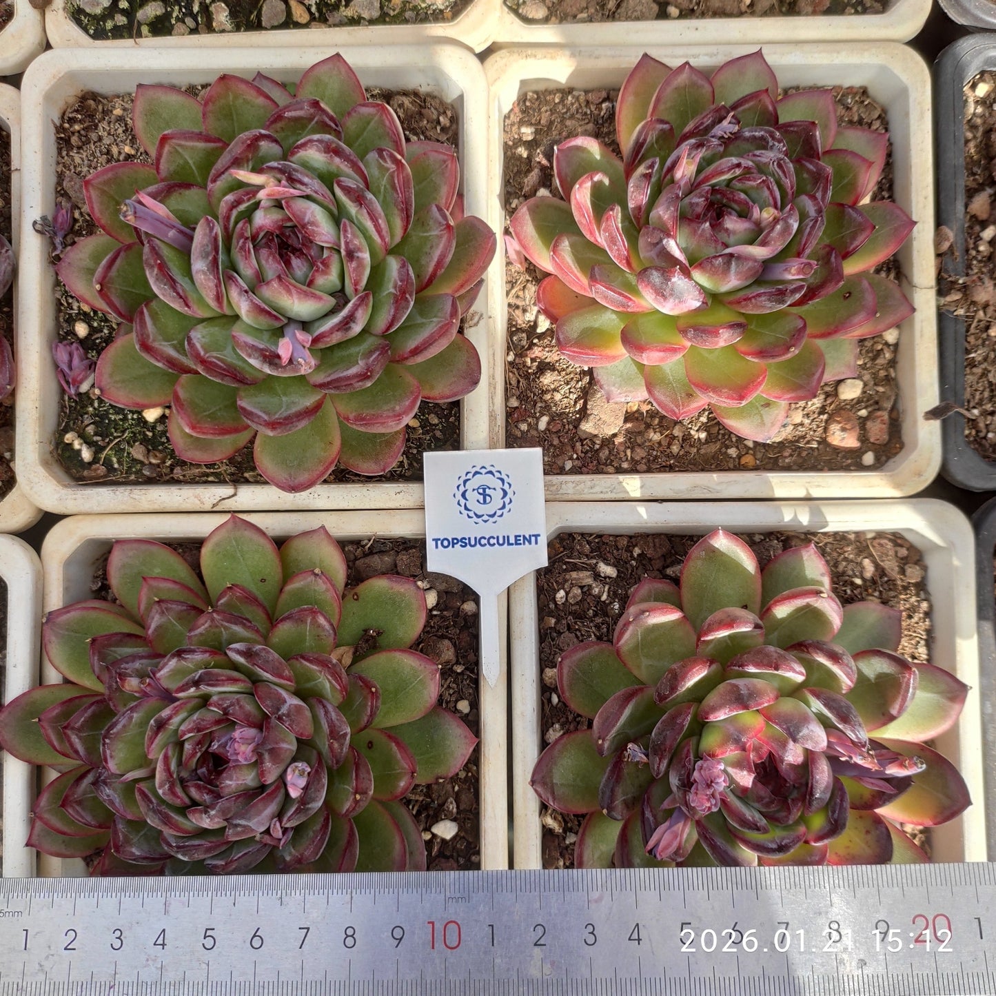 25138 Echeveria Red Snowflake (10cm pot size)