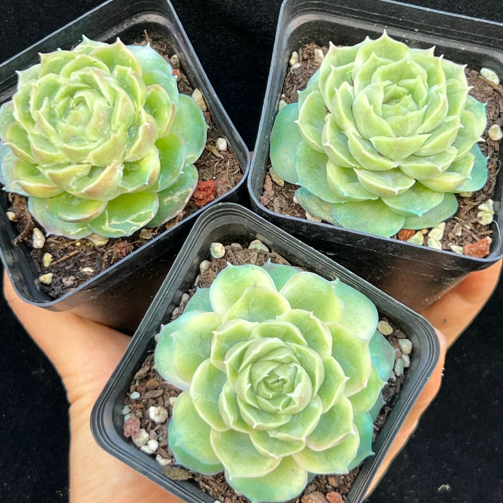 BL2016 Echeveria Shrimp Dumplings(7cm pot size)
