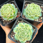 BL2016 Echeveria Shrimp Dumplings(7cm pot size)