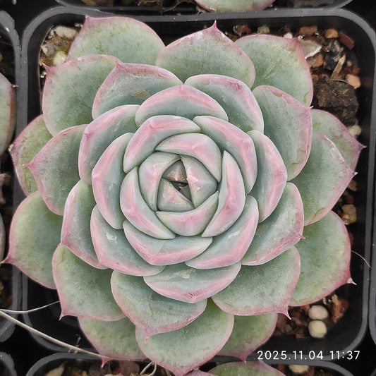 18897 Echeveria Pink Crystal Rose (7cm pot size)