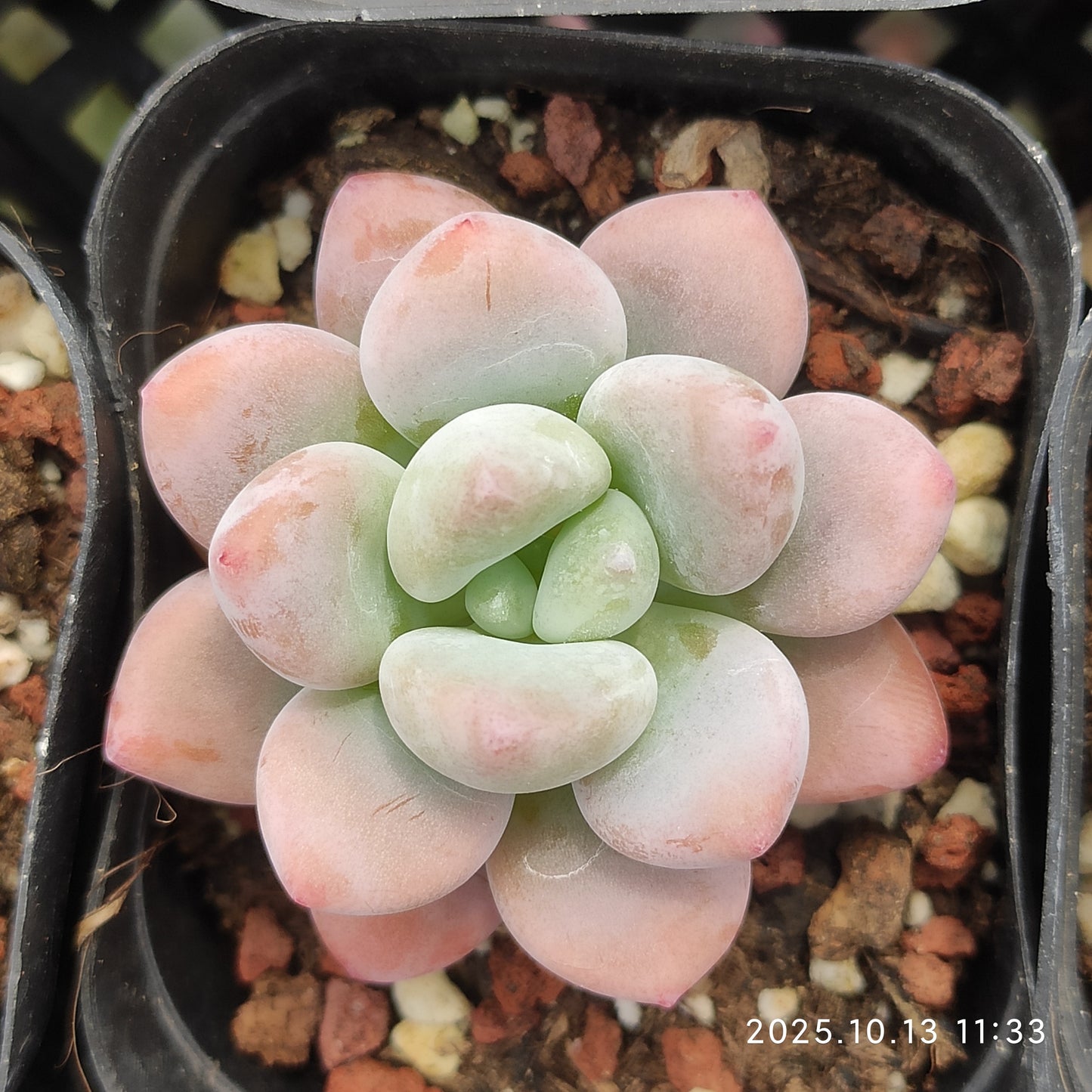 QN504 Echeveria Legend(6.5cm pot size)