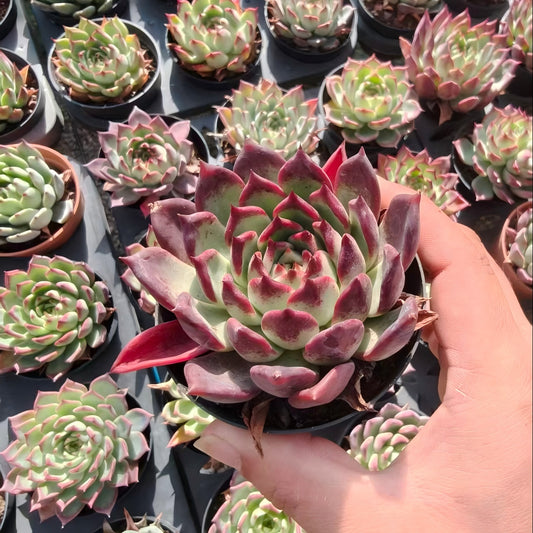 BL2061 Echeveria Black Night(9cm pot size)