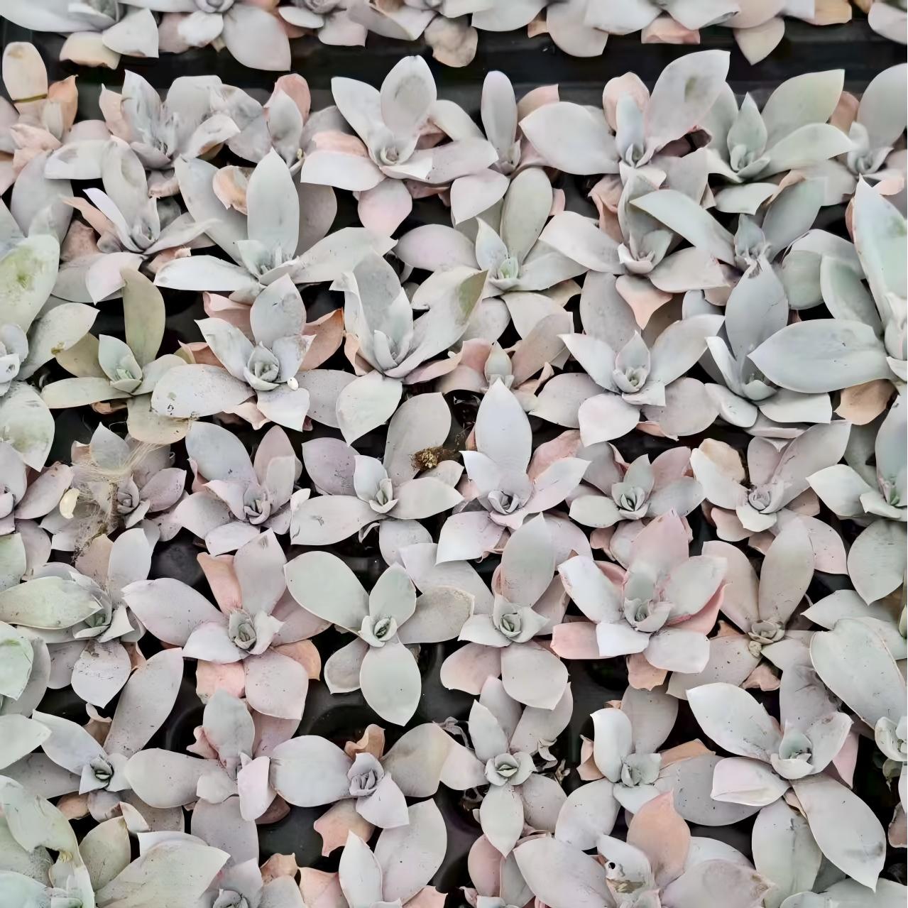 17256 Echeveria Cante (3cm pot size)