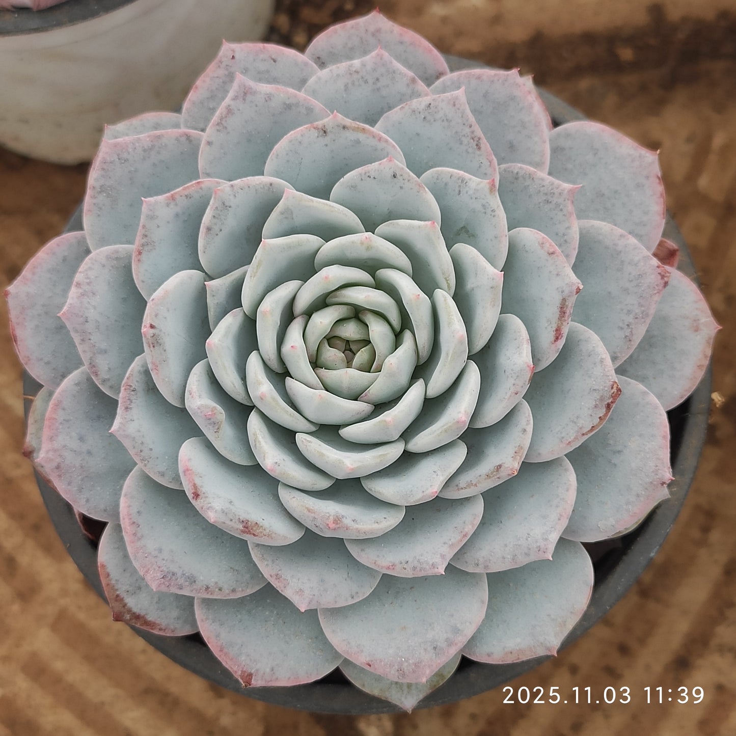 15531 Echeveria Begonia (9cm pot size)