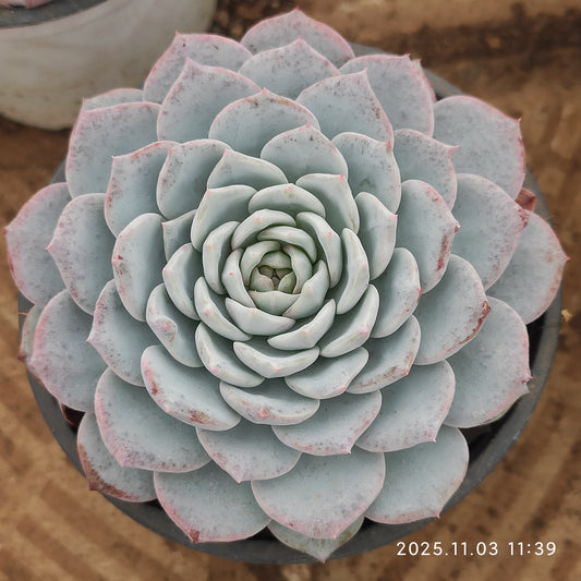 15531 Echeveria Begonia (9cm pot size)