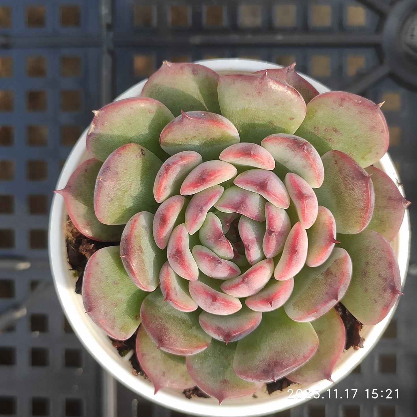 1223 Echeveria Marcel (5.5cm pot size)
