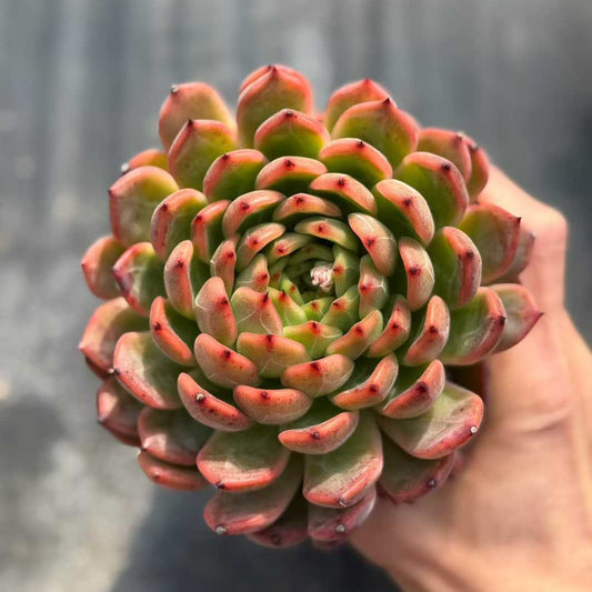 24938 Echeveria Nomade (12cm pot size)