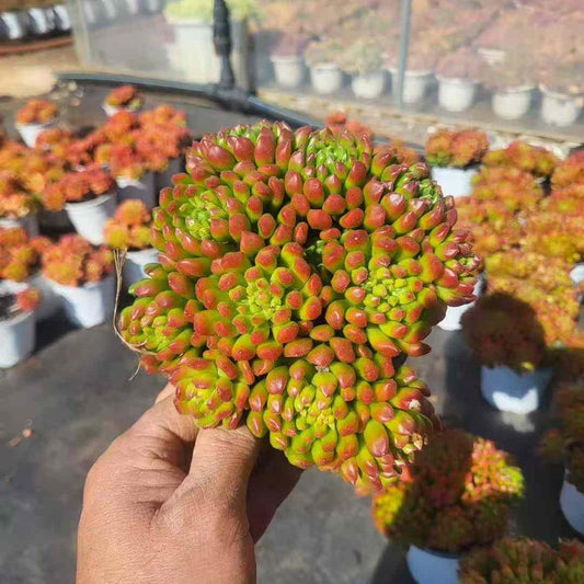 23392 Echeveria Small Lantern (12cm pot size)