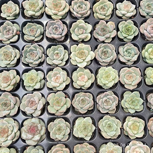 19110 Echeveria Ice Spirit Hyb (3cm pot size)