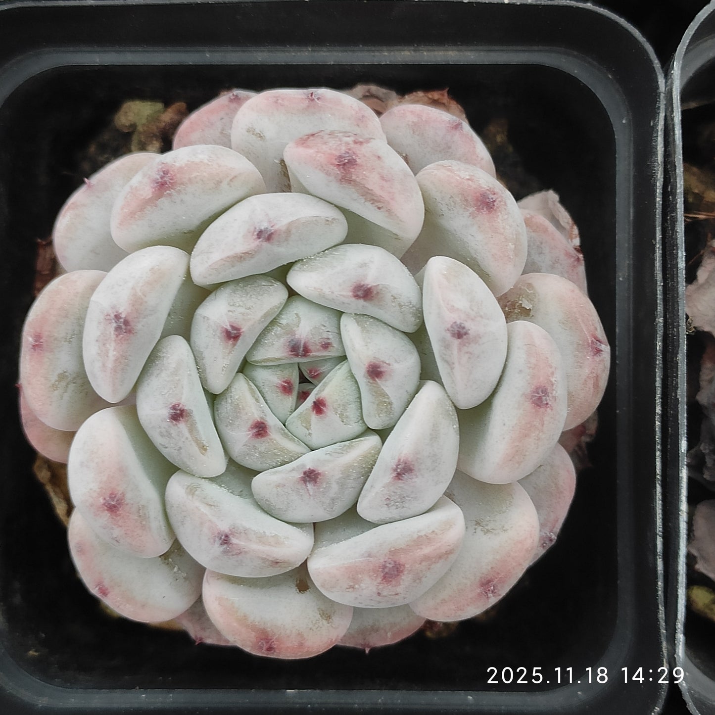 T1999 Echeveria Beyonte (7cm pot size)