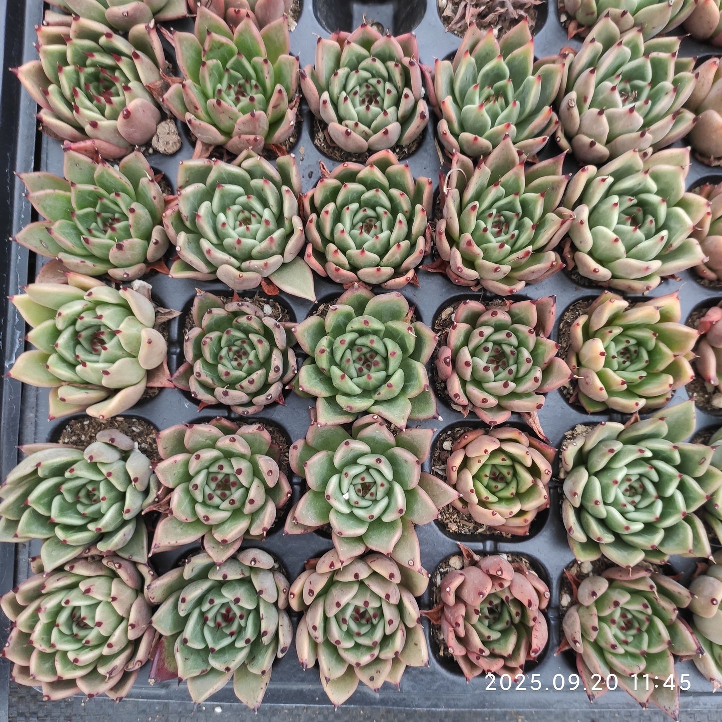 13986 Echeveria Absente (3cm pot size)
