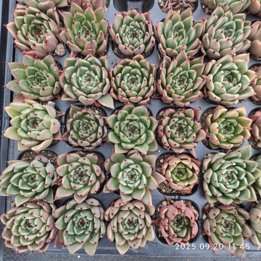 13986 Echeveria Absente (3cm pot size)