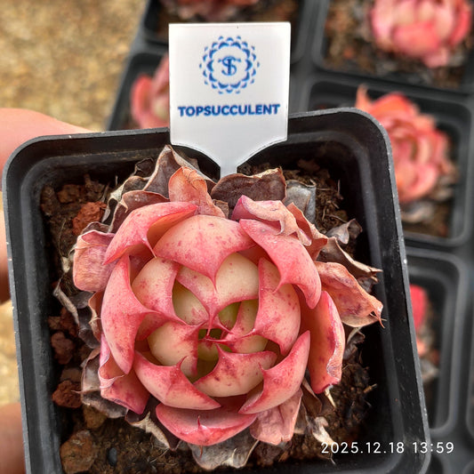 15327 Echeveria Yangjin (6.5cm pot size)