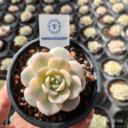 20109 Echeveria Banilabis Variegated (9cm pot size)